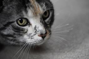 Cat Pet Colorful