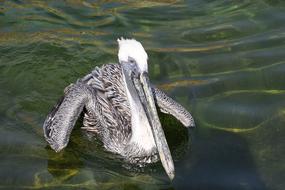 Animal World Water Bird Pelikan