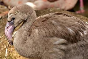 Flamingo Bird Young Animal