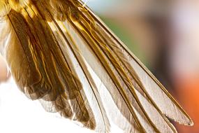 Wing Feather Bird Animal