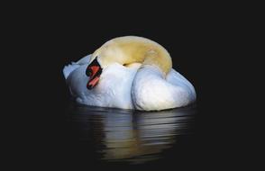 Swan Water Bird Schwimmvogel