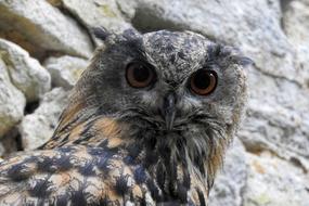 Eagle Owl Bird Of Prey