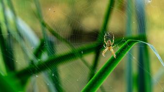 Spider Hotel Cobweb
