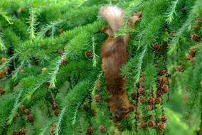 Squirrel Cone Eat