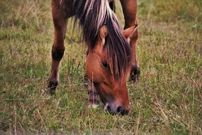 The Mane Horse Meadow Pasture
