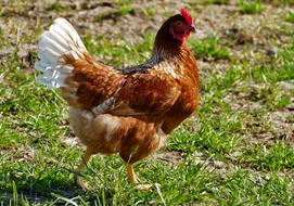 rural Agriculture Poultry Chicken