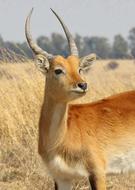 Lechwe Marsh Antelope Karfu Swamp