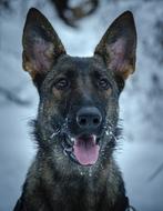 Dog Pet Snow