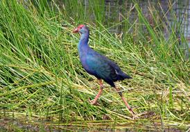 Bird Purple Swamphen