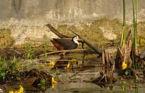 Bird White-Breasted Waterhen