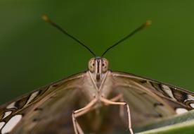 Garden Spring Butterfly
