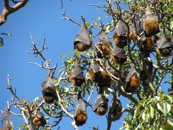 Bats Wildlife Australia Flying