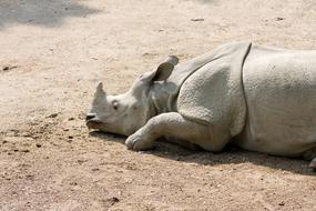 Rhinoceros Rhino Animal