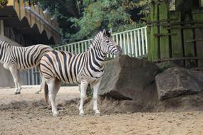 Zoo Animal