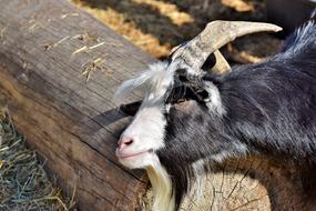 Goat Billy Goatee Goat'S