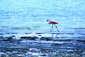 Flamingo Rosa Bird