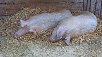 Domestic Pig Lying