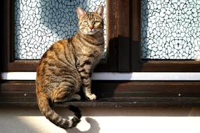 Cat sitting on window shutter