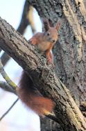 The Squirrel Animal Rodent