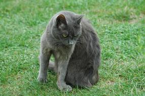Grey Cat sitting on grass