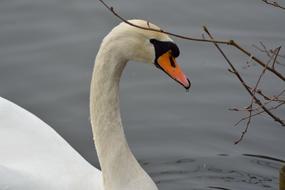 white Swan in Lake Water