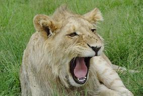 lion with its mouth open