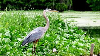 Bayou Bird Sinner