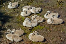 little fluffy swans