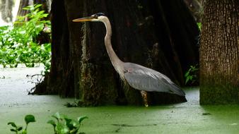 wild bird in a swamp