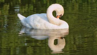 Swan White Lake