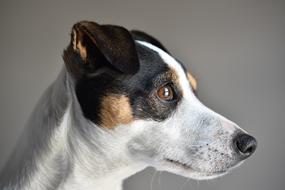 Jack Russel Dog Cute