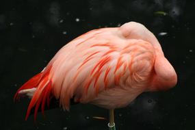 Pink Flamingo Sleeping Bird