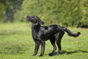 Dog Puppy Flatcoated
