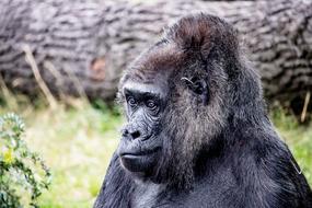 Gorilla Animal Mammal