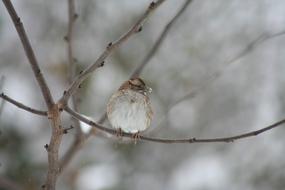 Wren Winter Bird