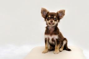 Chihuahua Small Dog