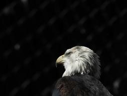 eagle with black background