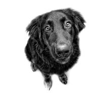 Dog Black And White Are You