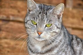 Eyes Portrait Animal