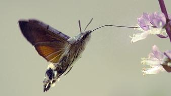 Butterfly Macroglossum Stellatarum