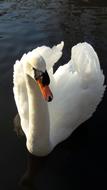 swan floating in the lake