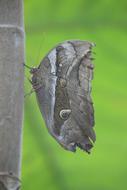 Butterfly Brown Insect closeup picture