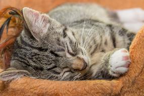Cat Small Sleeping