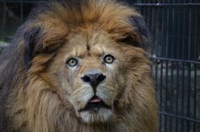 Lion Zoo Animal