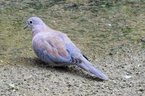 Dove Bird sitting on ground