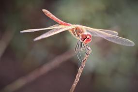 Dragonfly Insect Nature