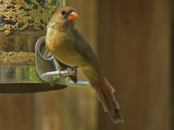Cardinal Female Natural