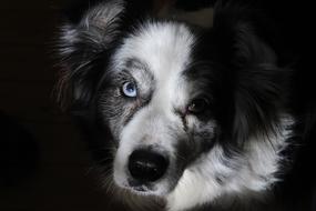 dog with bright eyes