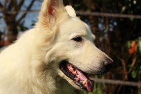 Swiss White Shepherd Dog Animal