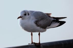 Seagull Bird Animal